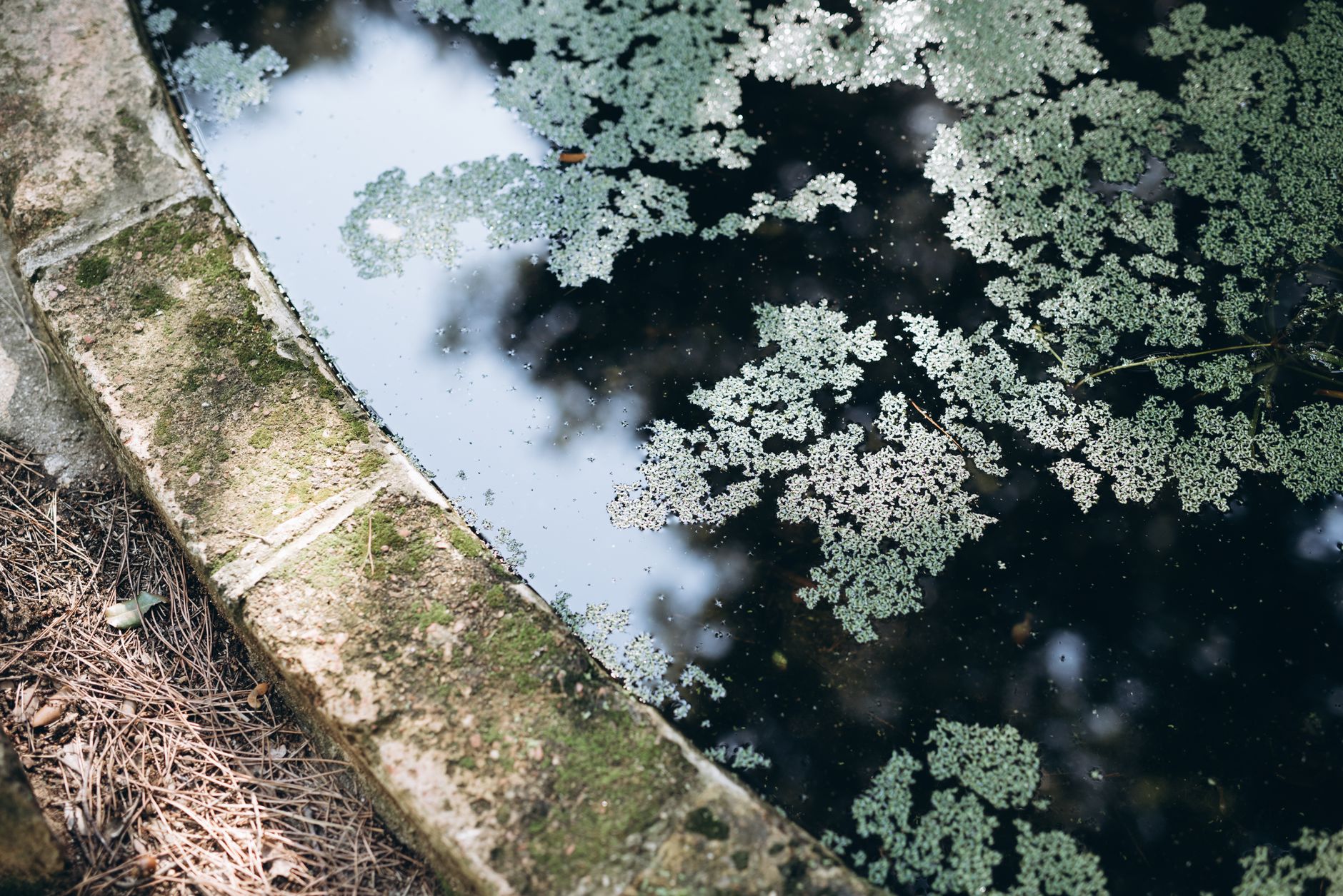 algae clogging pool filter